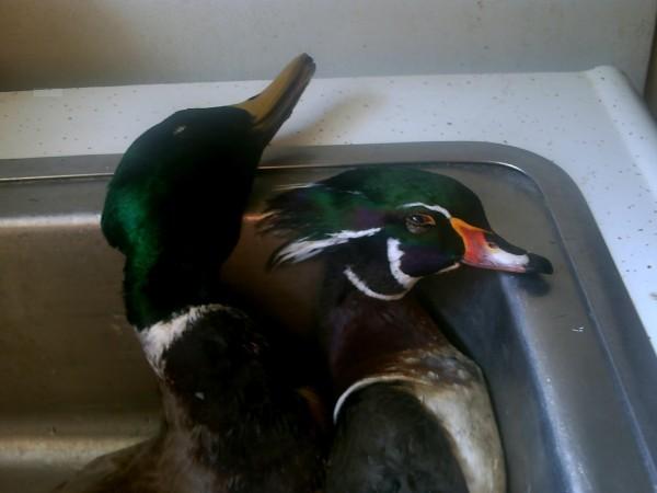 mallards and woodies 2008