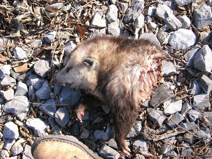This is what #8 2-3/4 does to an Opossum at 10yards. Wont do that again. Kinda felt bad.