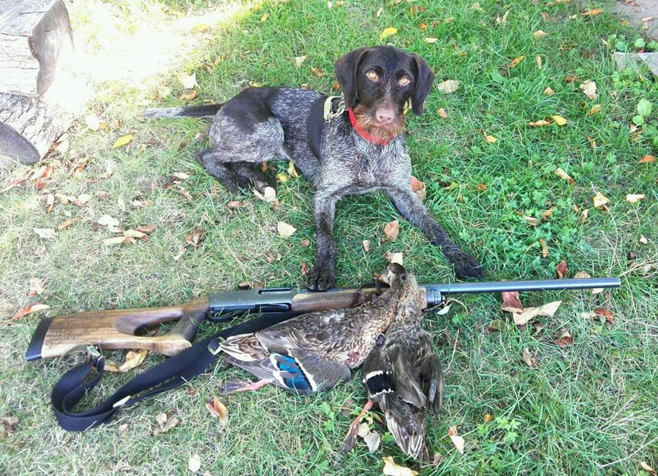 remington870_hunting.jpg